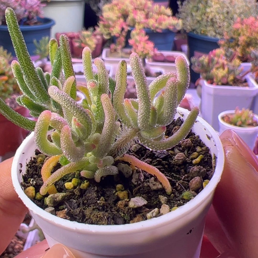 九***多肉植物枝干荧光兔白锦营养拉丝锦