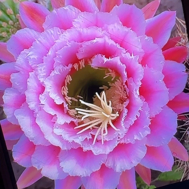 七仙女根6公分左右毛花柱