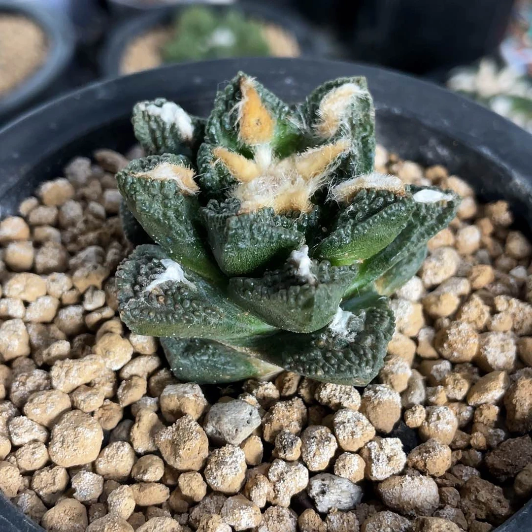 57号自根博士龟萝卜根