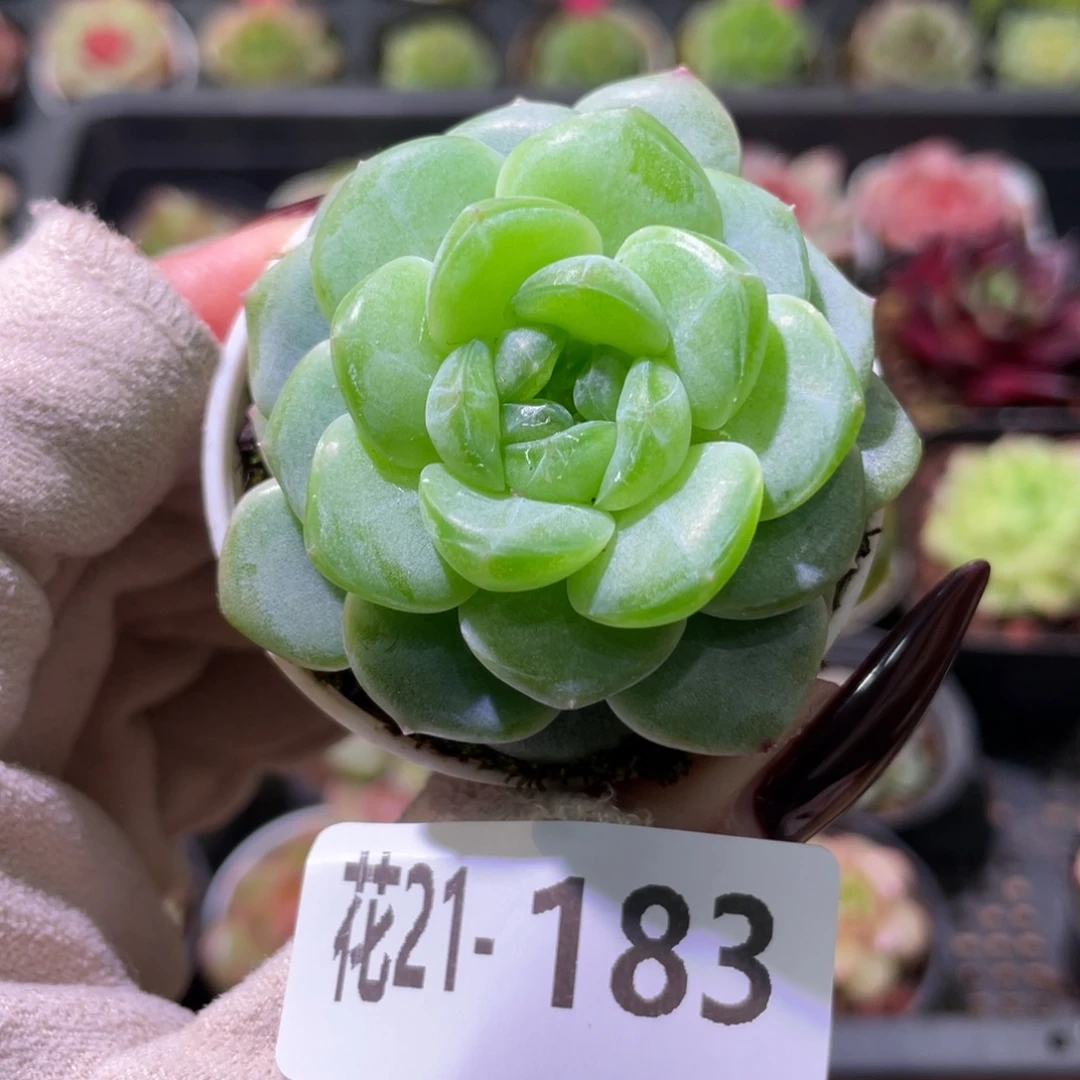 花利美21-183新品珍妮