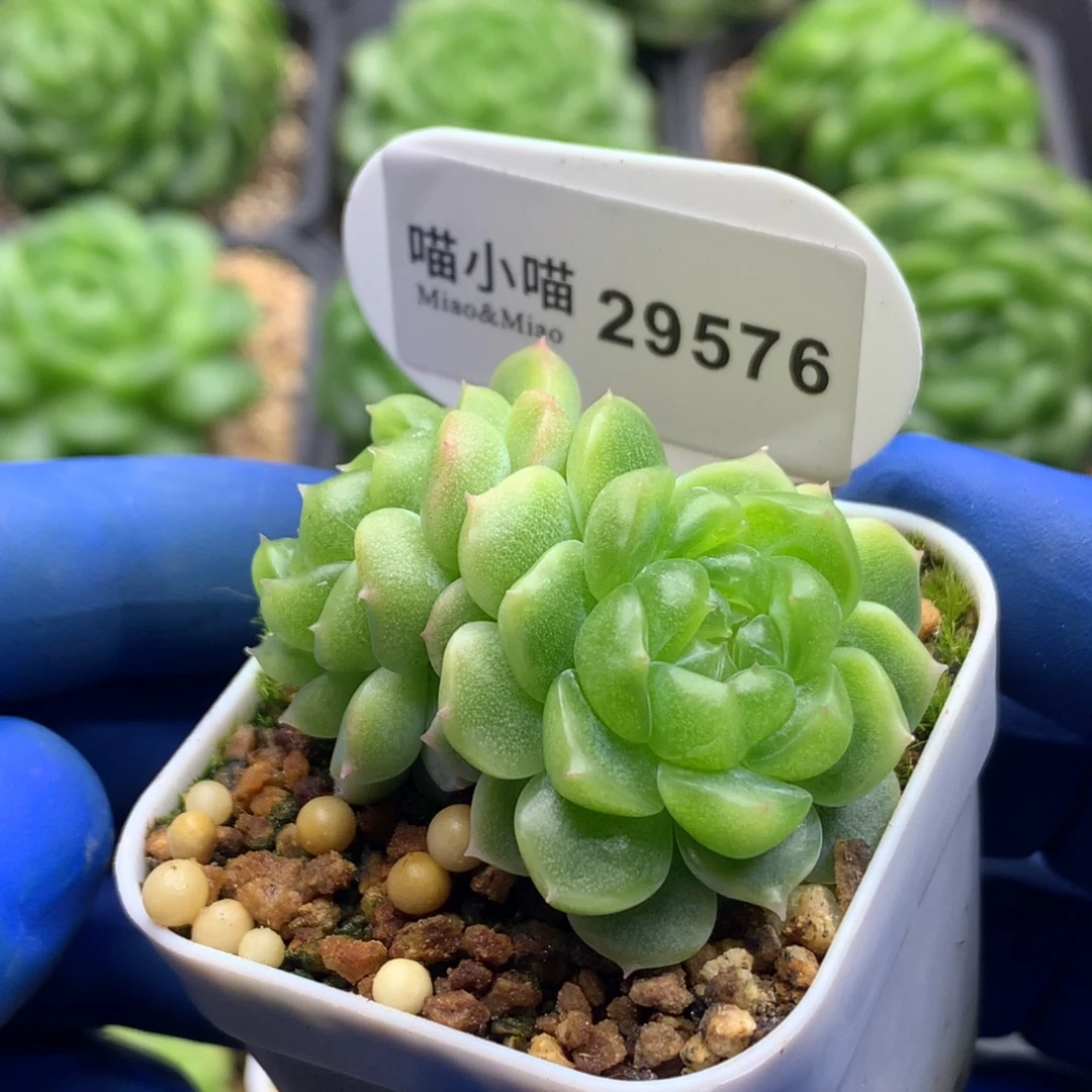 多肉植物杂交珍妮