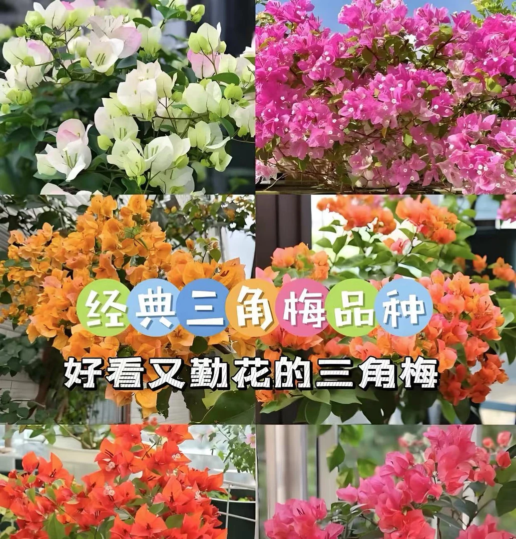 新品三角梅花苗盆栽四季开花卉不断植物室内阳台庭院树苗