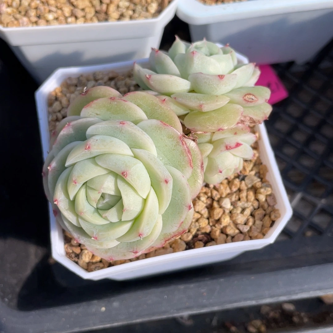 k***n优选白芷珍妮多肉2504