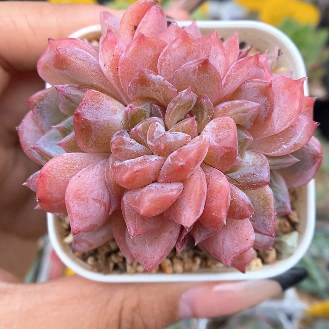 糖心琥珀缀化507号。