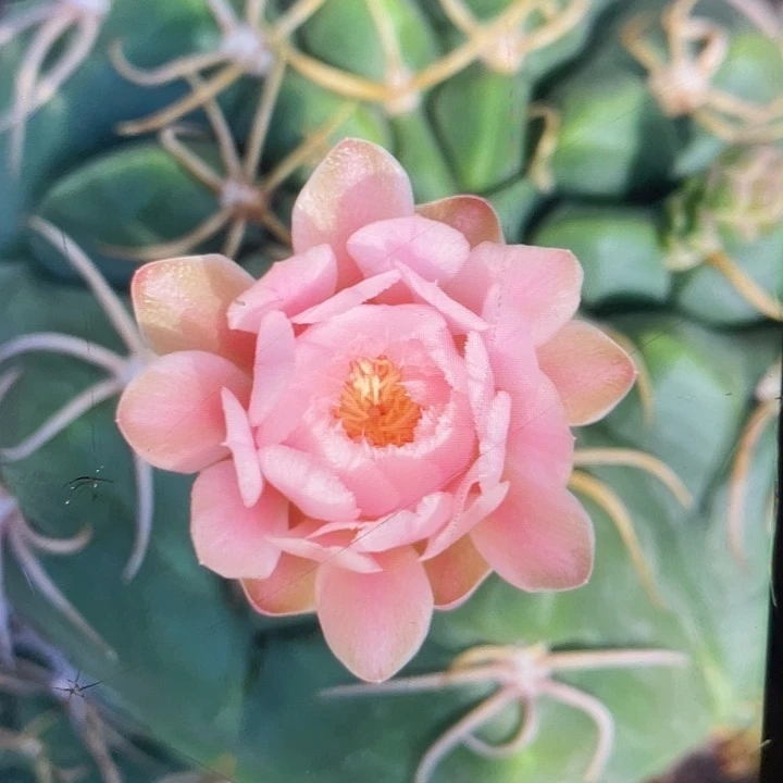 实生大海王14公分以上福利