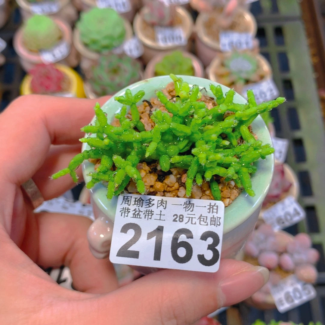 5厘米盆精控多肉2163