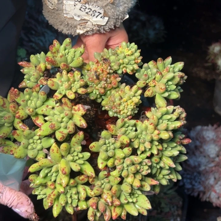 牛*207哈哈哈哈哈哈哈哈