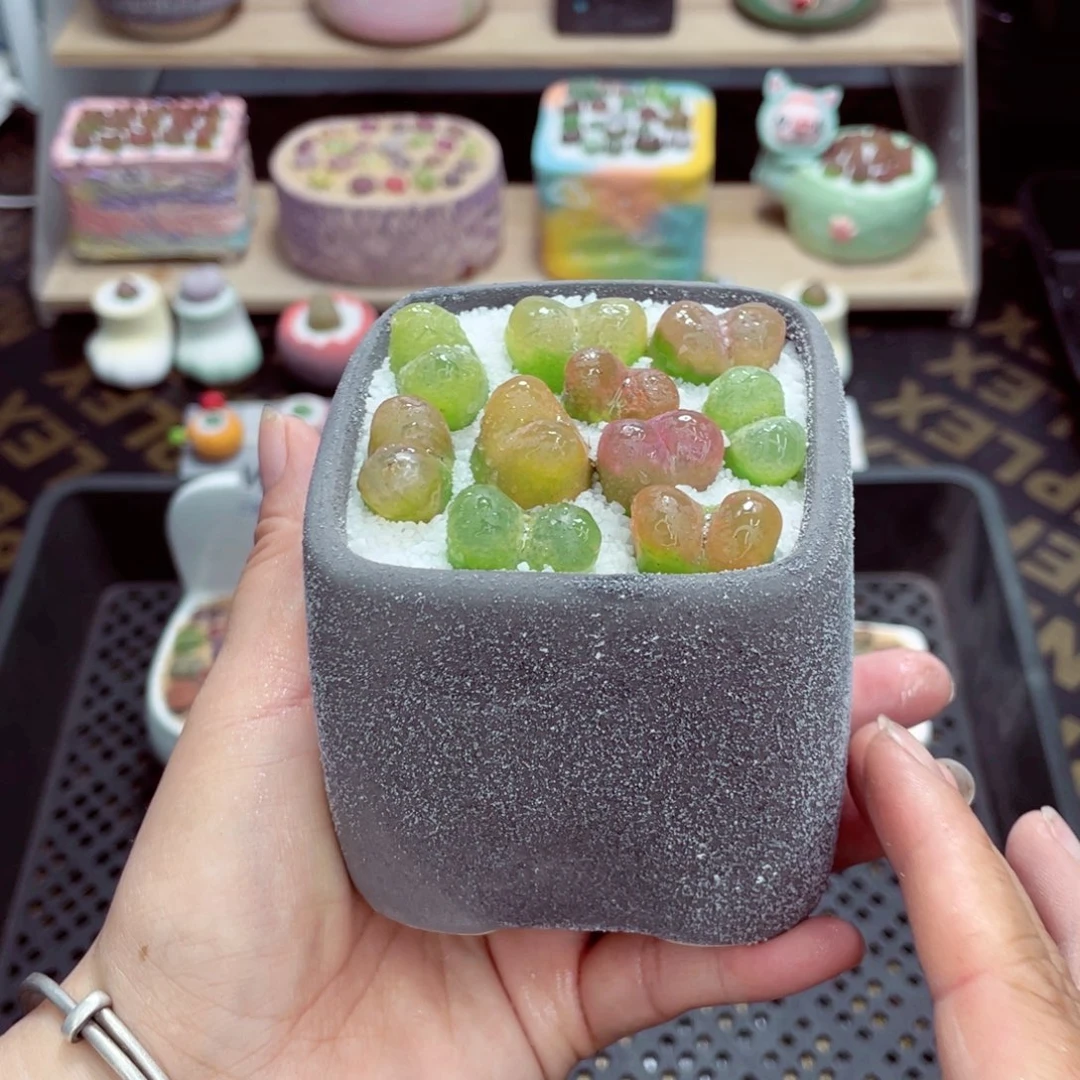 w1881 带盆土发货一物一拍