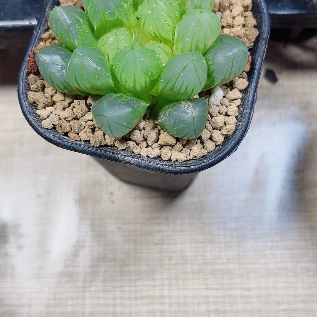 玉露多肉植物6666