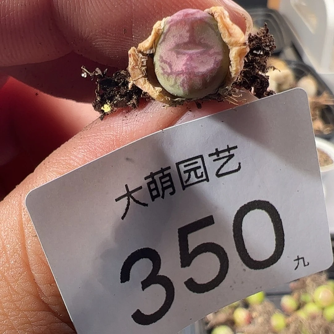 0000350 一物一拍……