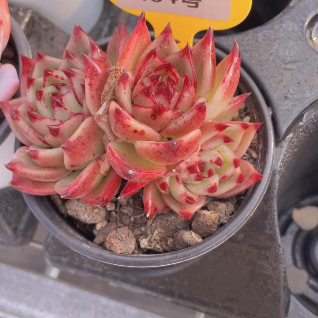 484号宽叶韩货超级蓝龙