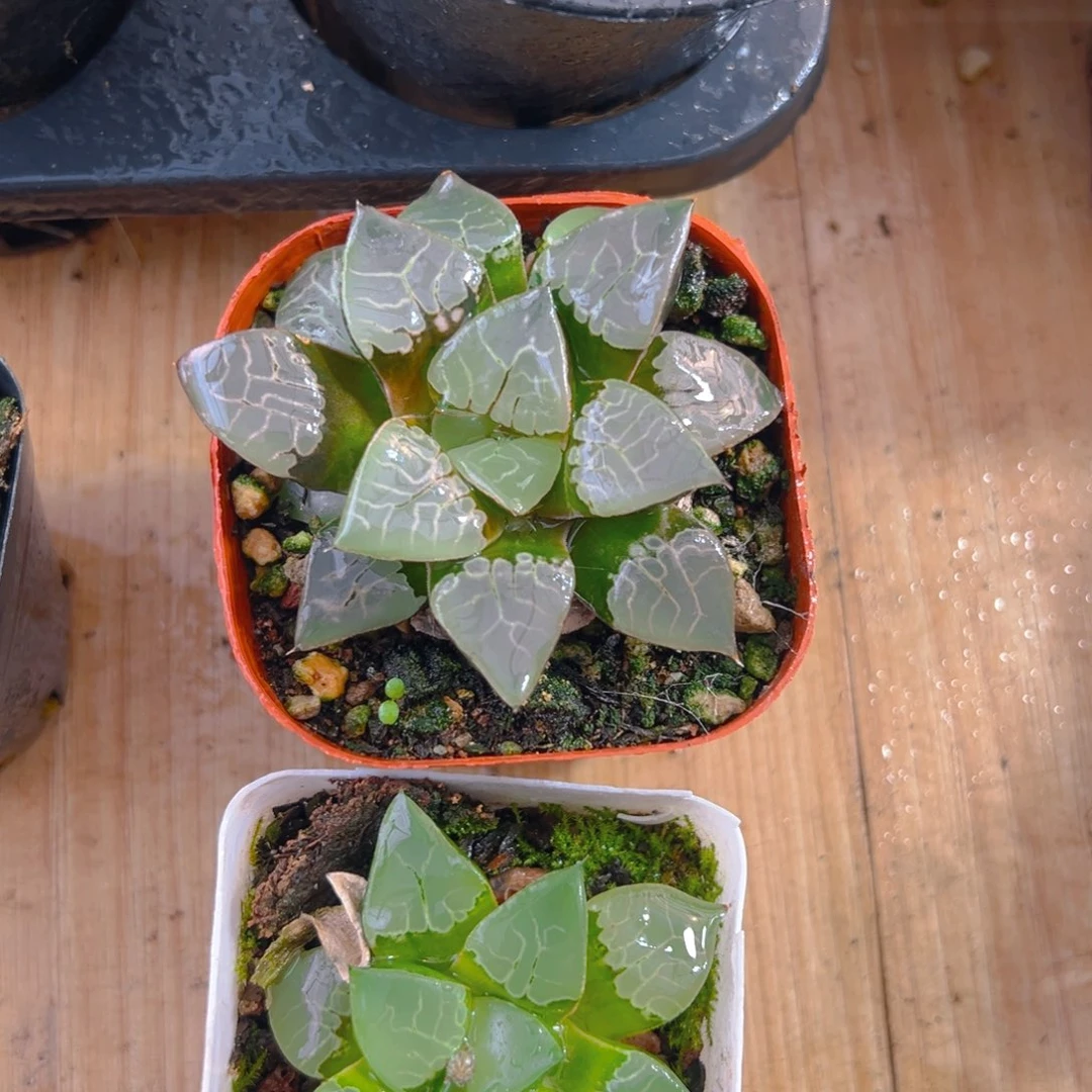 火凤凰玉露多肉一颗