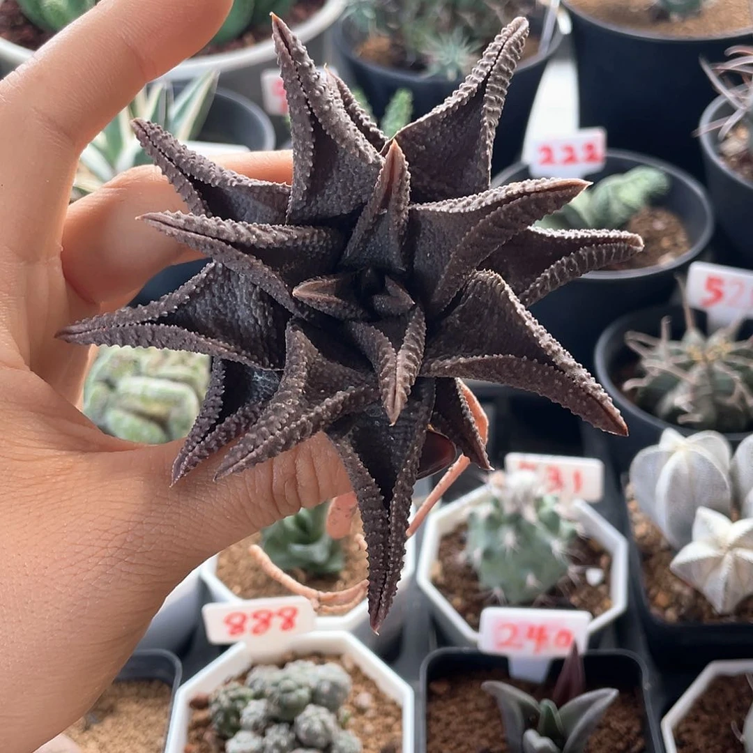 条***条实生大颗黑王寿专拍