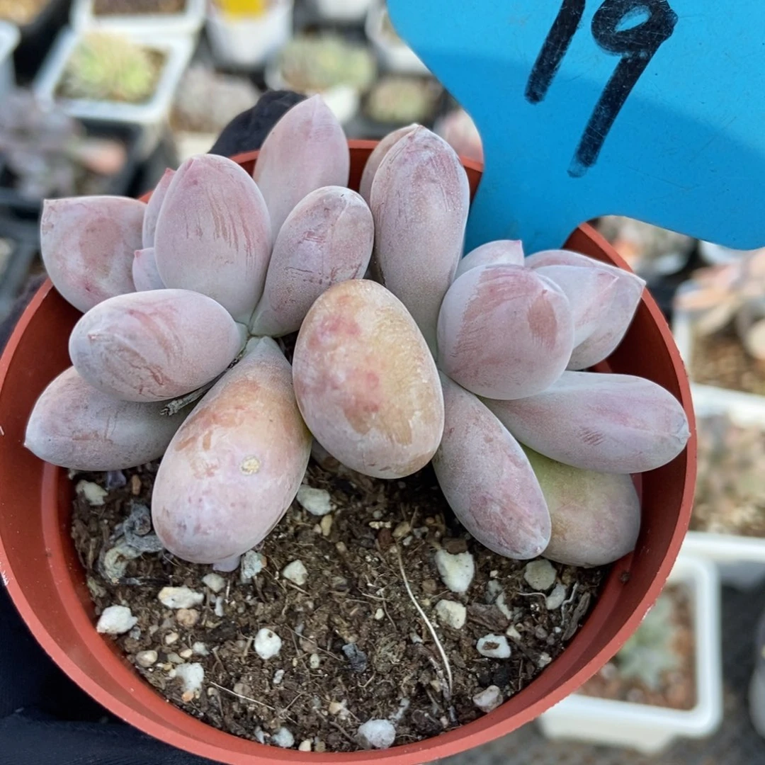 19原始虞美人多肉植物