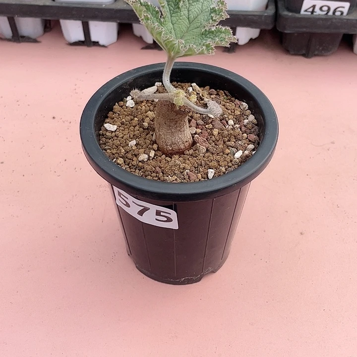 575罗巴塔枯木杨葵