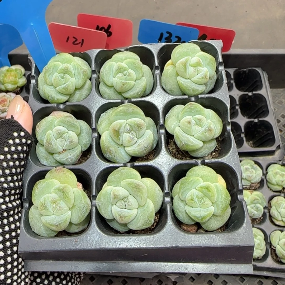 120特满38包邮➗偏远3颗发货后不退货退款