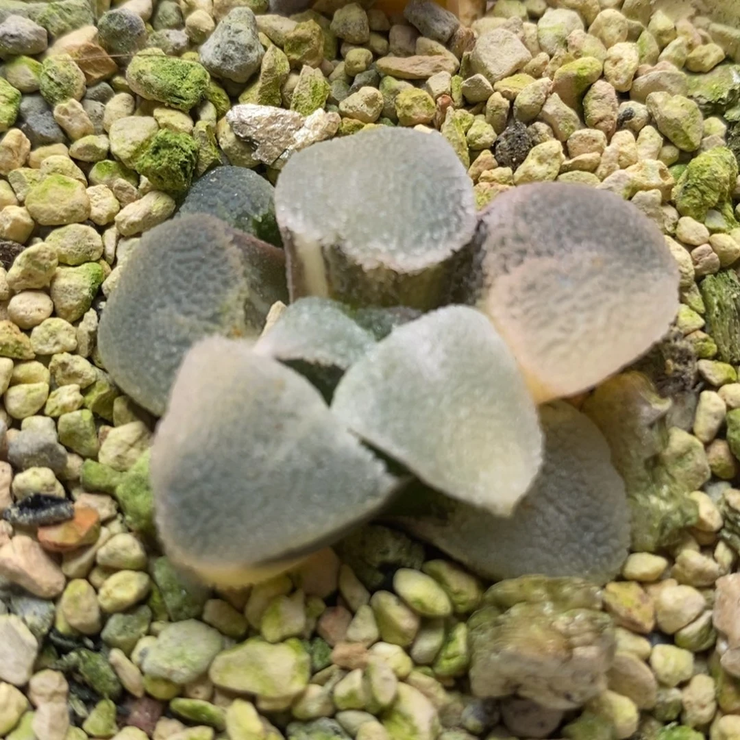 512冰钻锦一物一拍