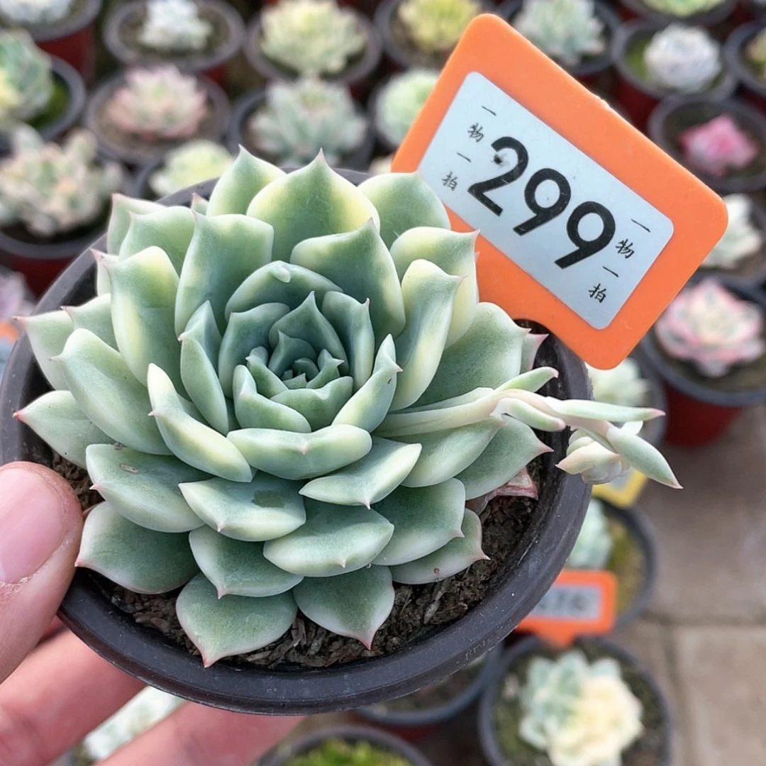 【闪购商品】299号