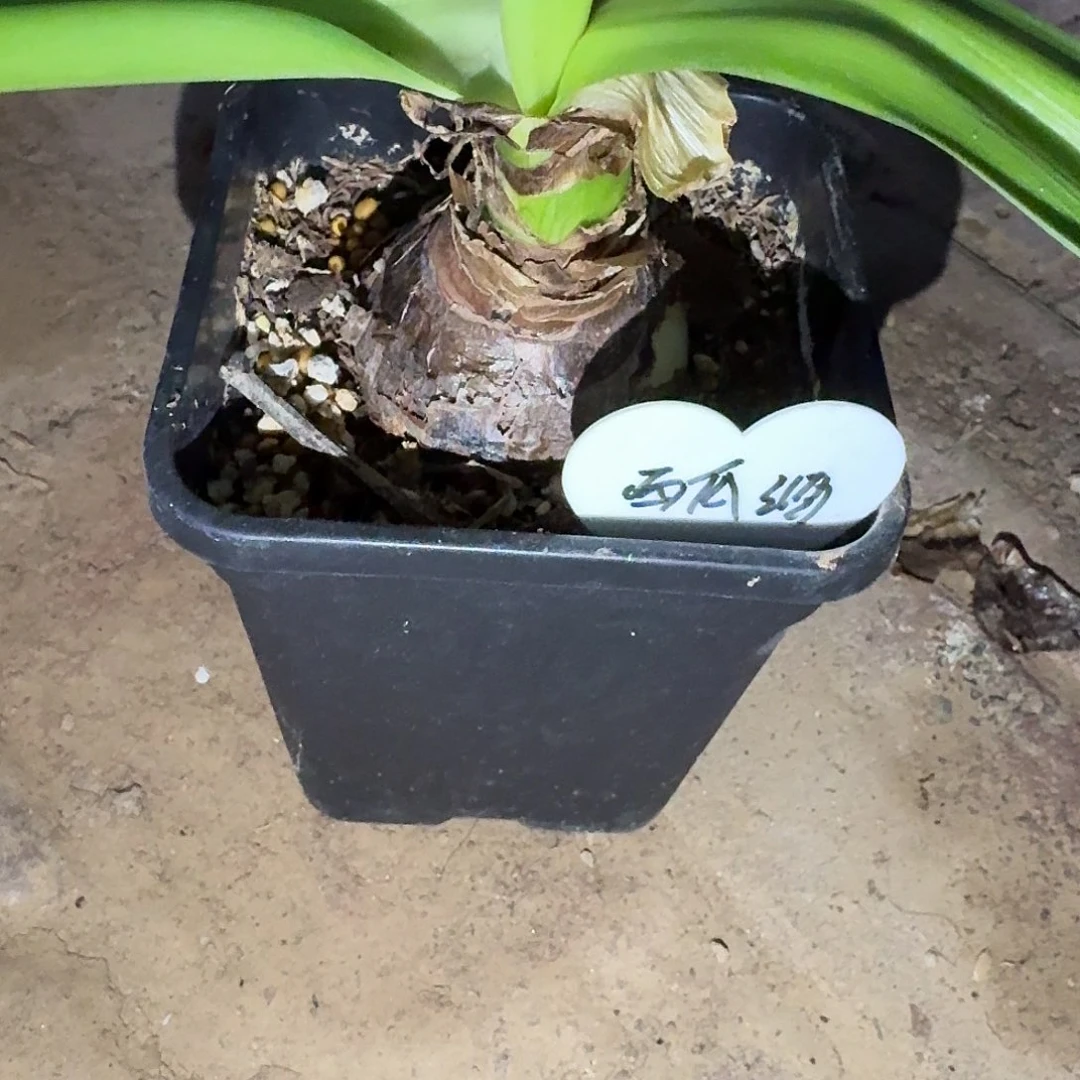 无花朵西瓜酒5厘米带盆发货