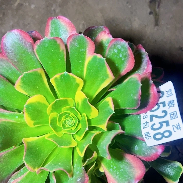 特拉斯多肉植物5258法师