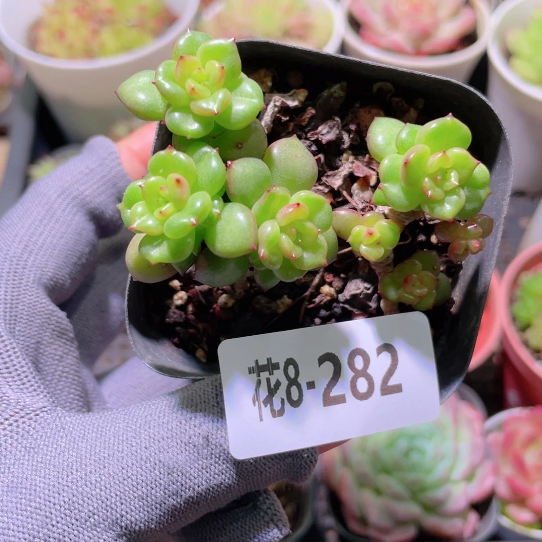 花利美 8-282苹果花