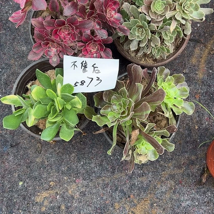 五***姐四颗组合法师多肉