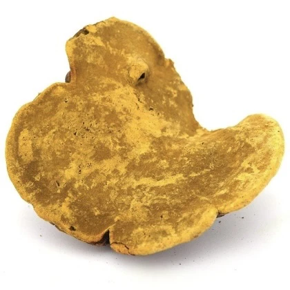 【云货心选】西藏野生桑黄