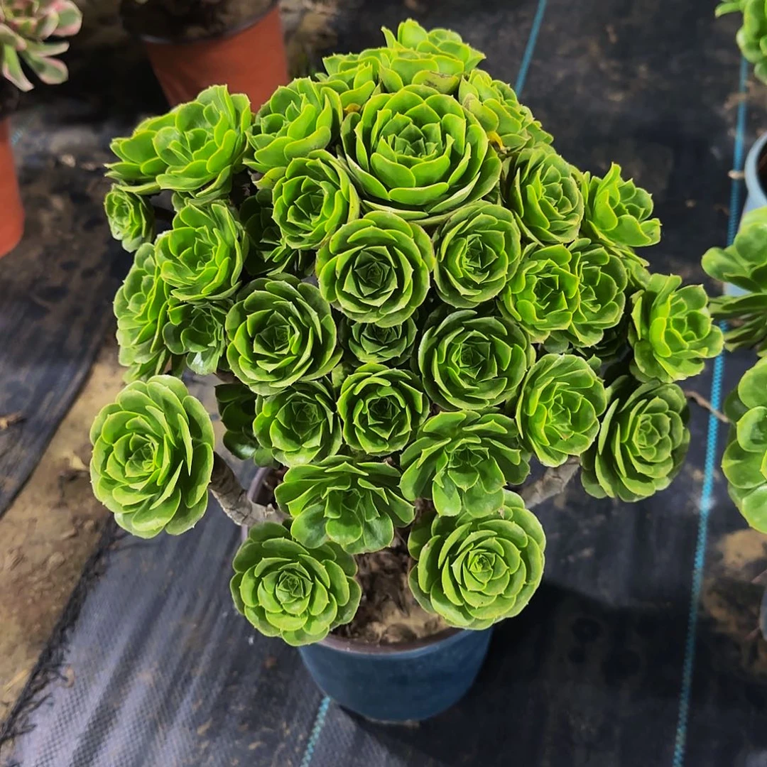 老庄绿玫瑰法师48.8