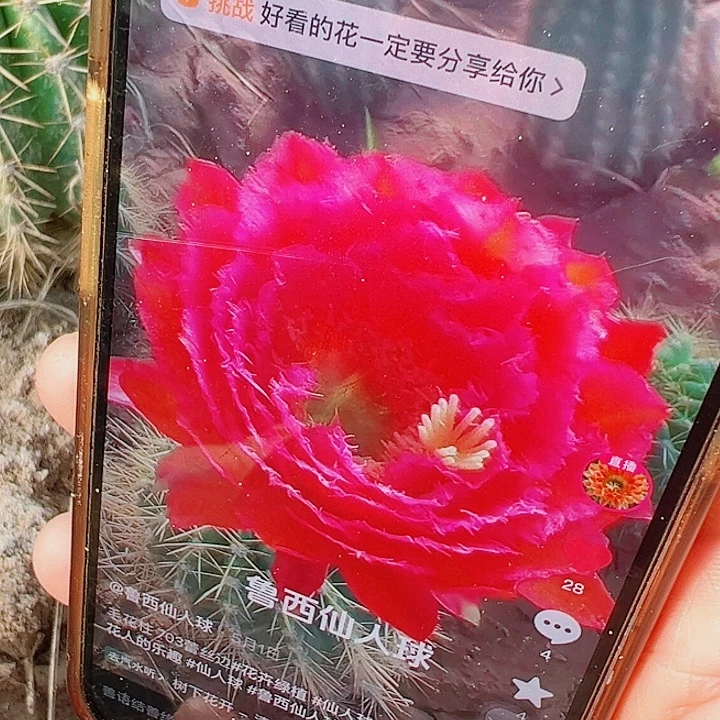 毛花柱 703 有根 瑕疵 13厘米