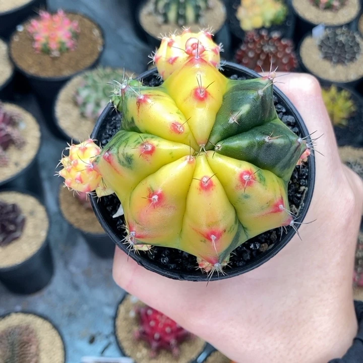 桃太郎后代 米哈仙人球