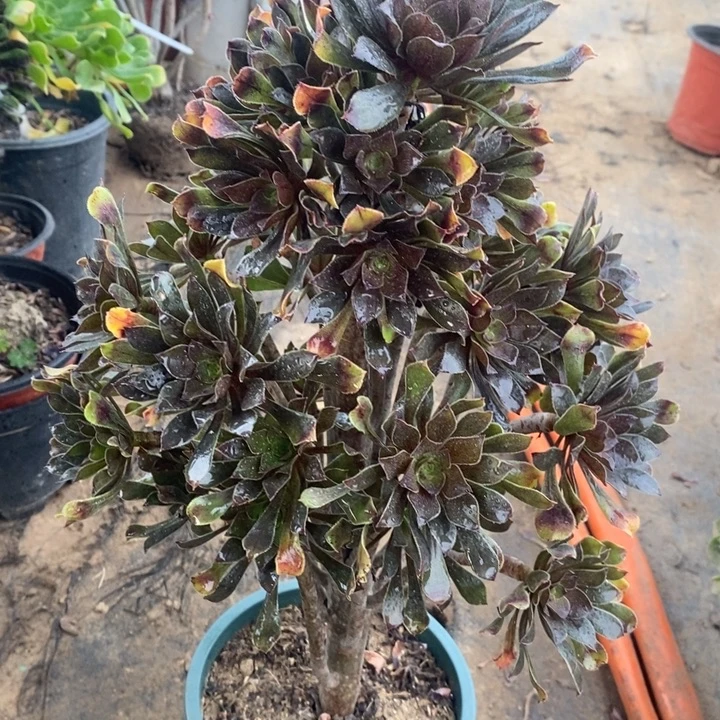 灰法31多肉植物法师法师