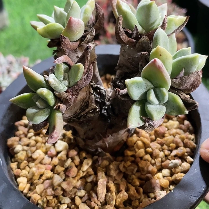 野生诺玛苹果叶群生