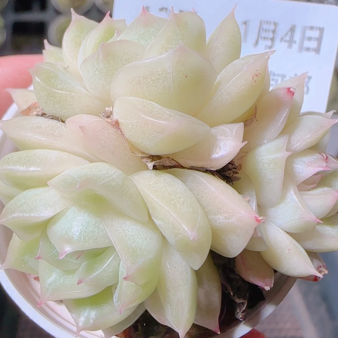 花语逸镜1104-437散