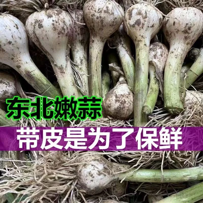 东北青蒜嫩蒜可做糖醋蒜腌蒜腊八蒜