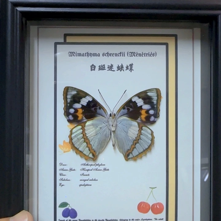 大理石磁石蝴蝶标本
