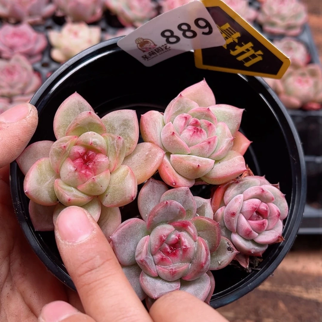 多肉植物多肉植物