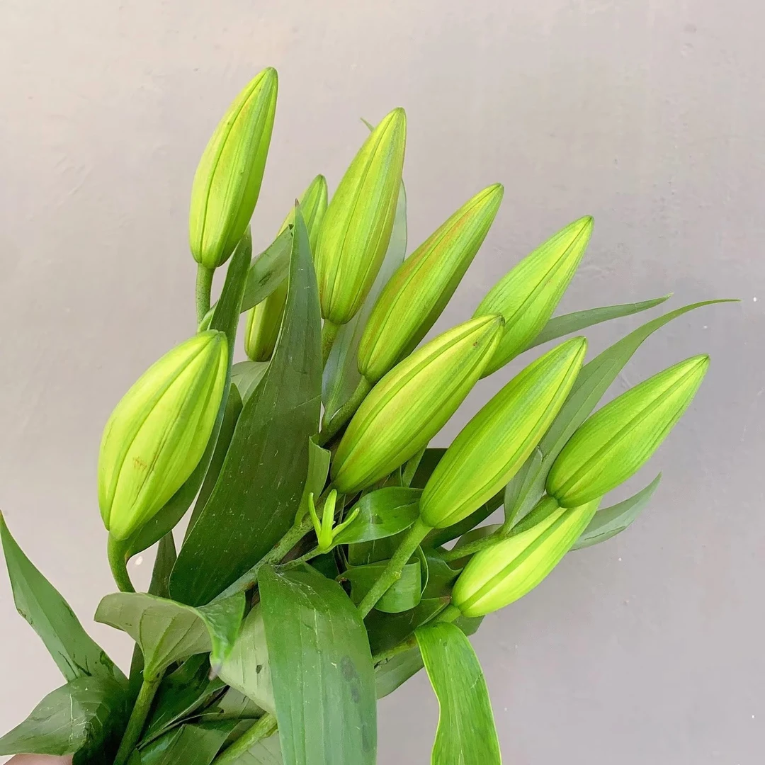 云南昆明基地直发香水百合黄天霸水养真花适合家用插花装饰