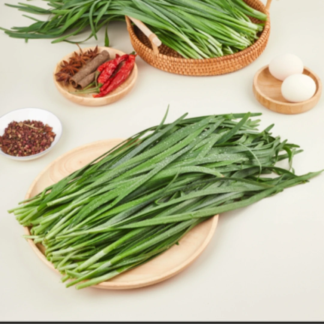 首都饮用水源地水培韭菜 现割现发二斤