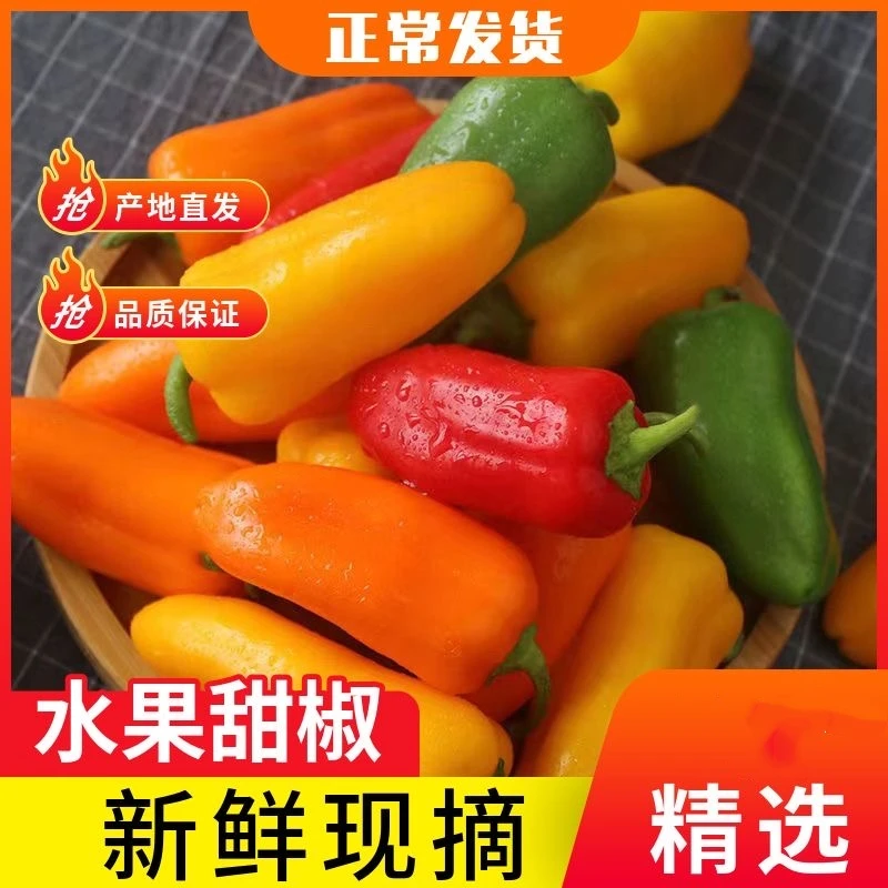 【寿光现采】清甜不辣可生食的新鲜迷你水果彩椒爽口脆嫩