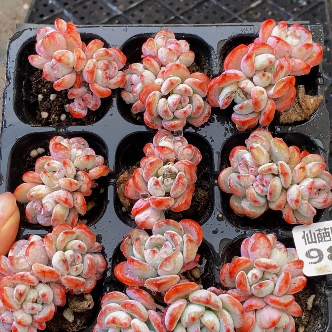 983多肉多肉植物保护研究所所长的