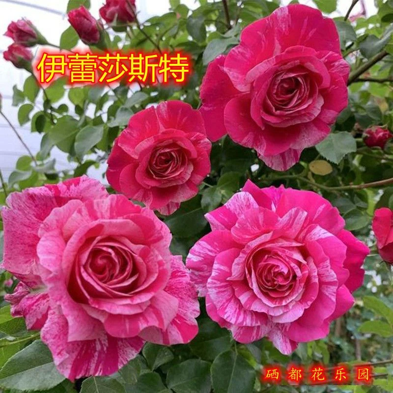 伊蕾莎斯特无刺爬藤蔷薇月季大花浓香多头四季开花适合阳台种植