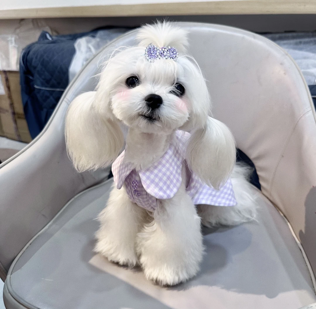 NO退NO换 直播间过款宠物高定服饰 马尔济斯约克夏西施四季服装