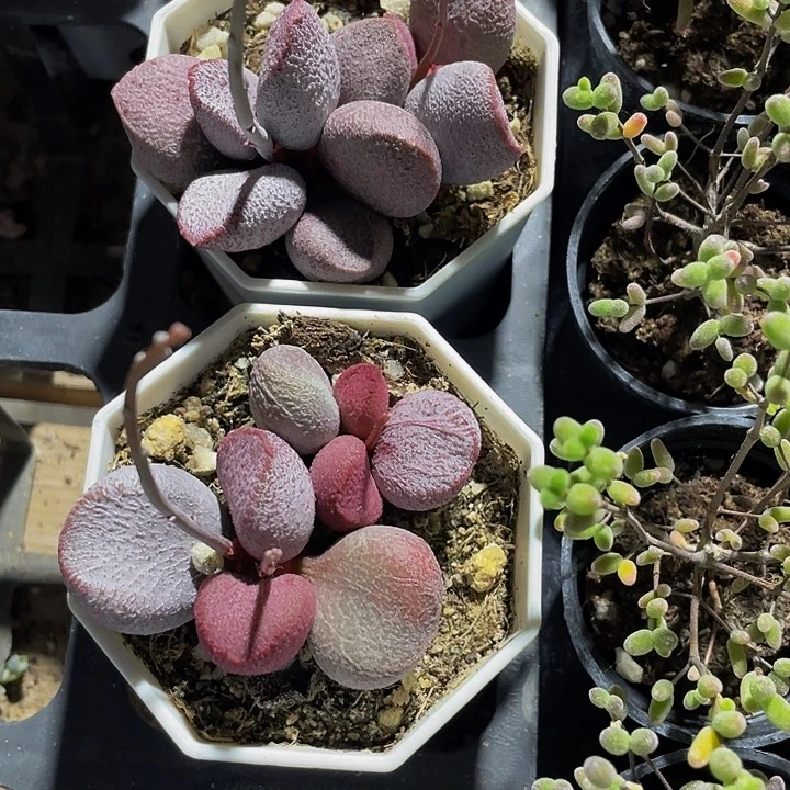 甜心水泡16.8带盆土