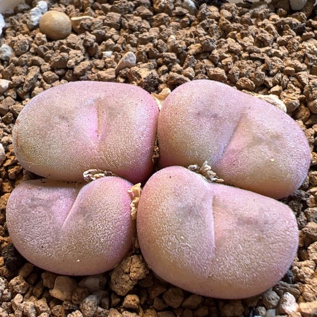 18多肉植物百科母本空卡