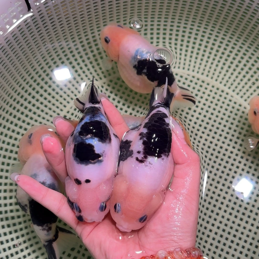 一***红金鱼圆通两条包邮