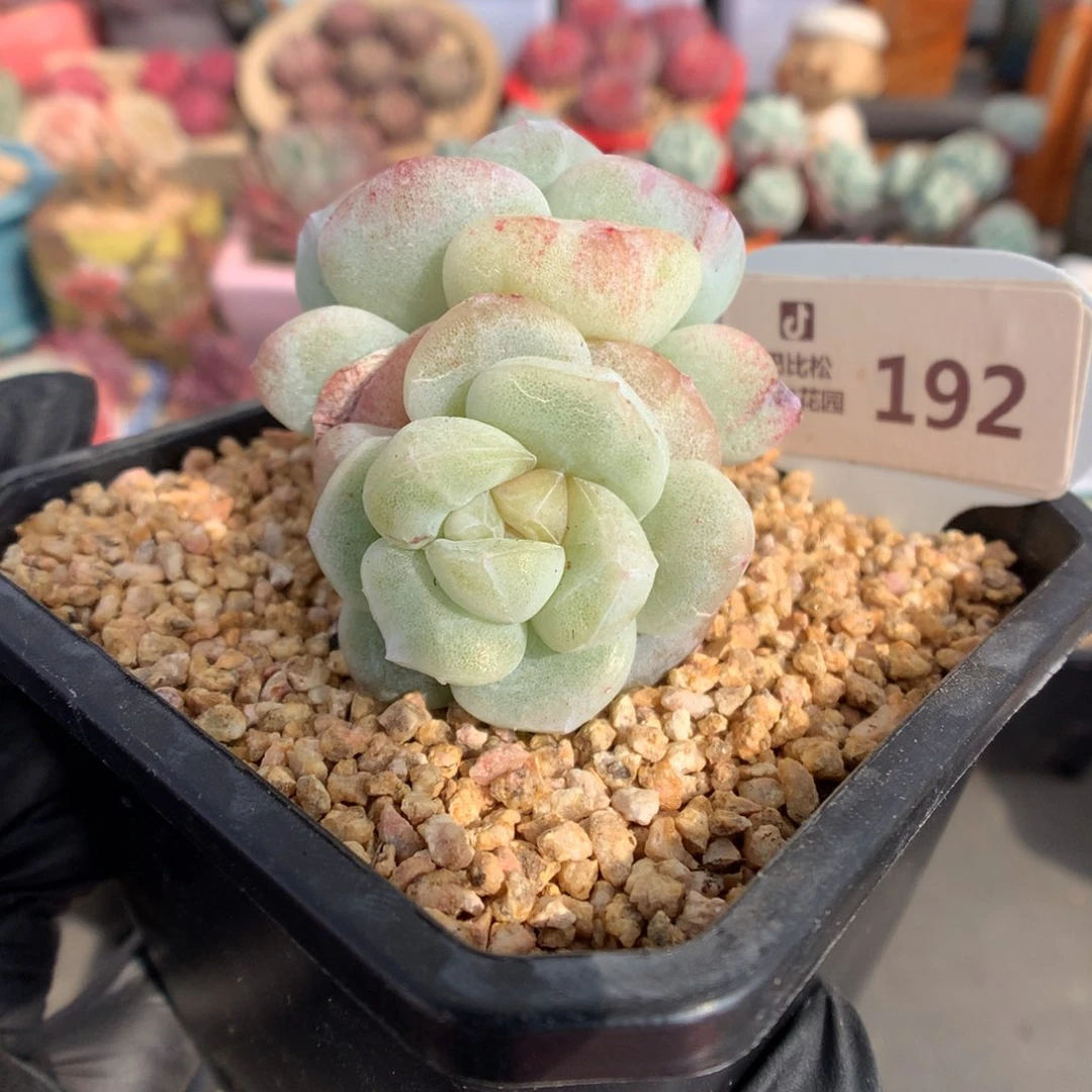 ?***×192 冰玉石化多肉