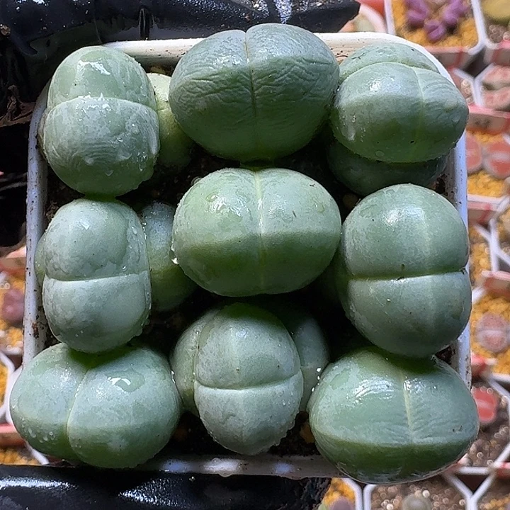生石花111111。  197