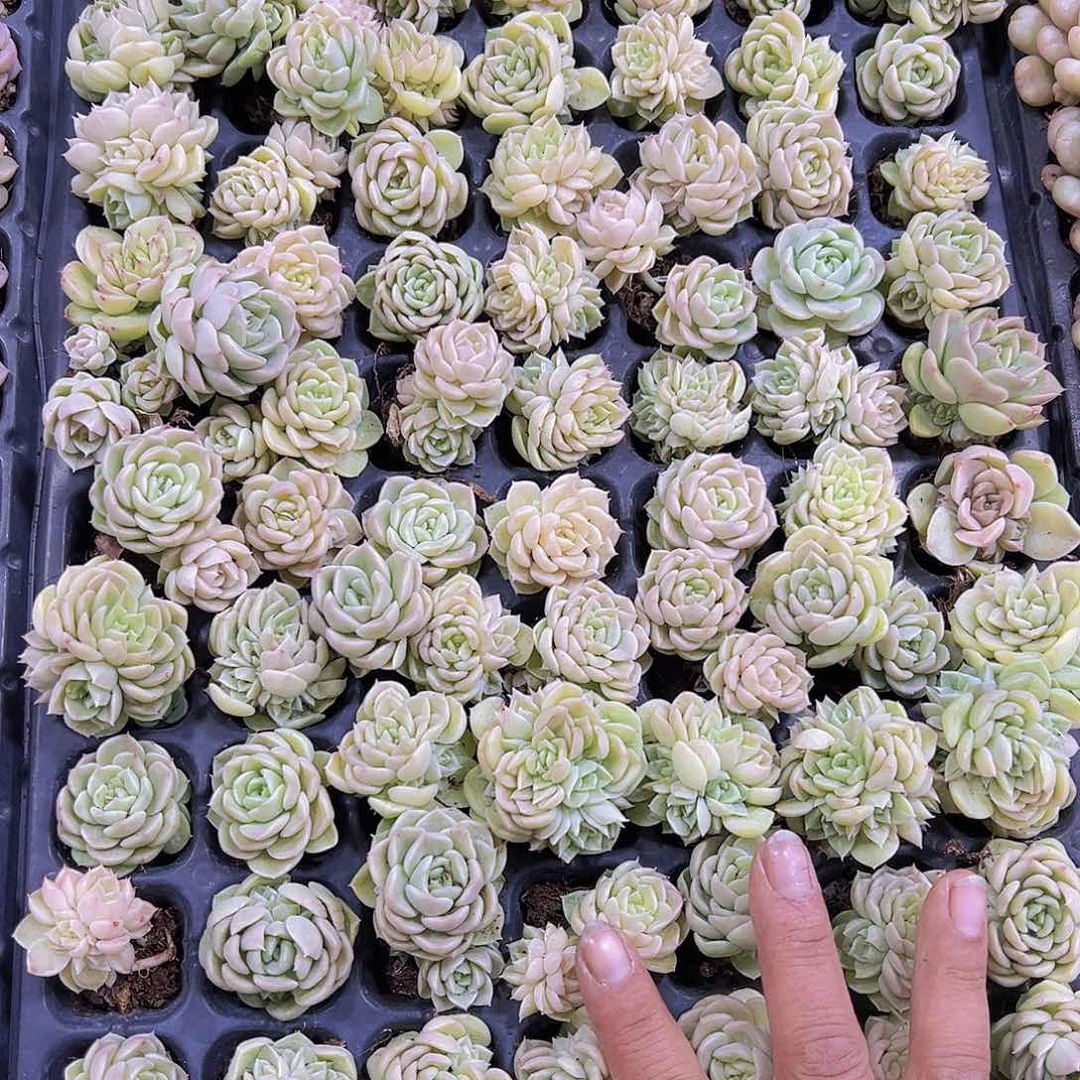 新麦杆5个19包邮