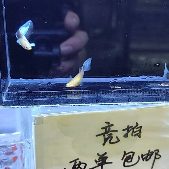 孔雀鱼3黄化蓝礼服鸥翼三条