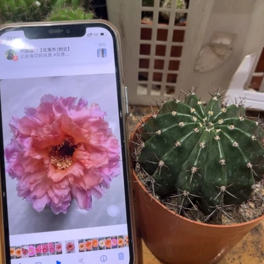 露露破烂边7公分左右